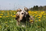 SHIH TZU 308